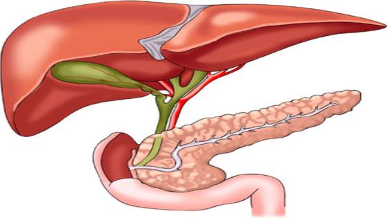 الكبد وآلية عملة في الجسم وكيفية الحفاظ عليه