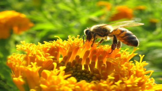 العلاج بالنحل : دراسة الأمراض التي تداويها النحلة